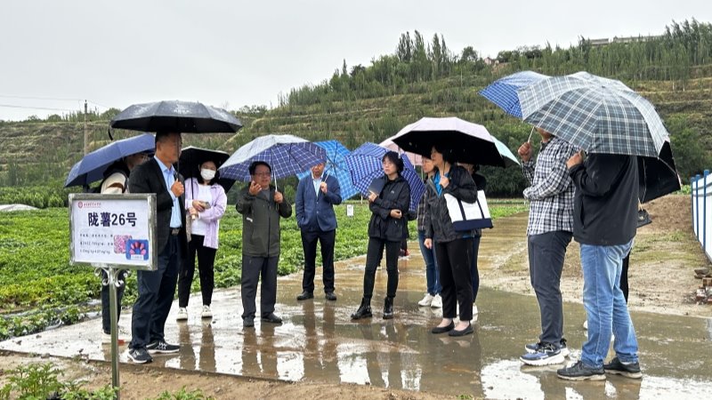 聯(lián)合國糧食計劃署中國辦公室官員到馬鈴薯所榆中試驗站檢查富鋅項目進展