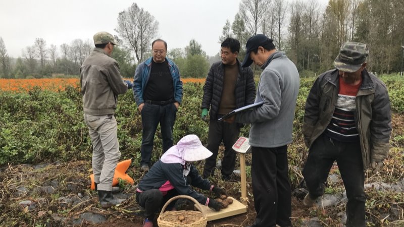 馬鈴薯所馬鈴薯產(chǎn)業(yè)綠色發(fā)展助力甘肅渭源專家基層服務(wù)團(tuán)助力甘肅渭源鄉(xiāng)村振興成效顯著