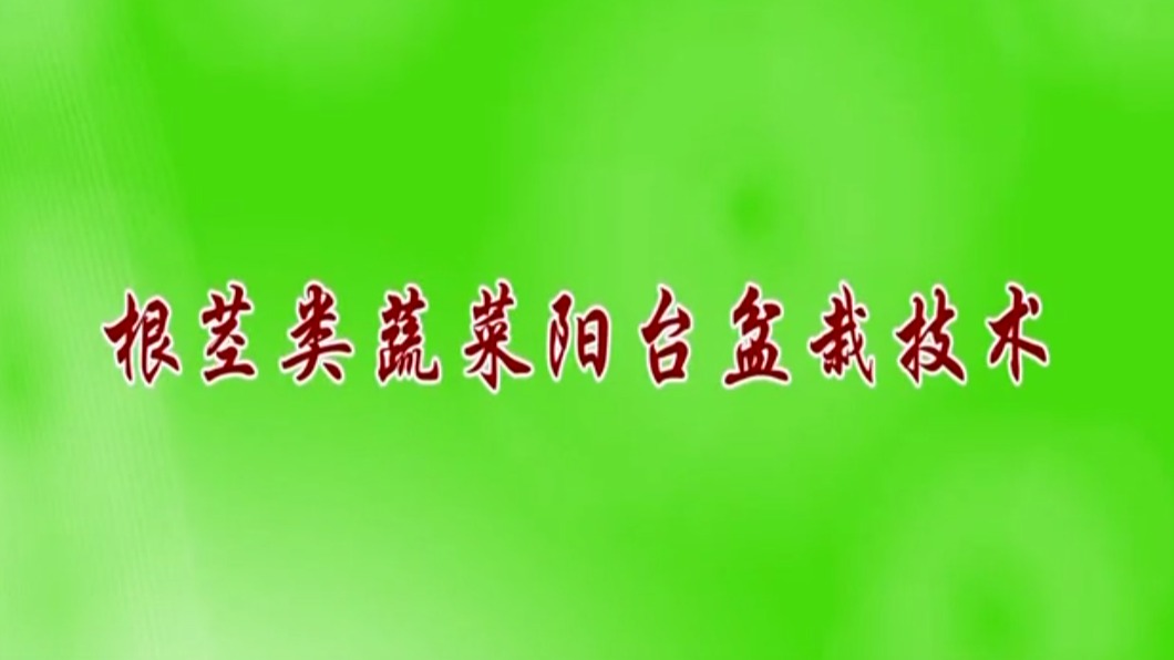 根莖類(lèi)蔬菜陽(yáng)臺(tái)盆栽技術(shù)