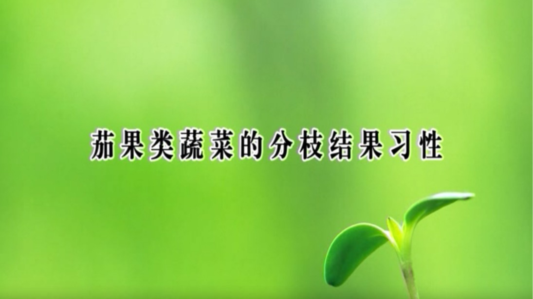 茄果類蔬菜的分枝結(jié)果習(xí)性