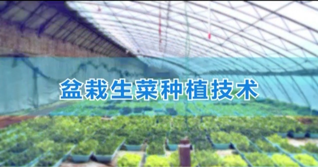 盆栽生菜種植技術(shù)