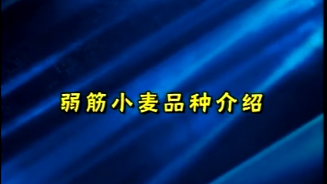 弱筋小麥品種介紹