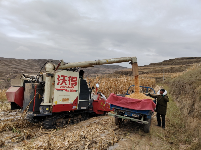 會寧縣丘陵山地玉米首次實現(xiàn)低水分籽粒直收