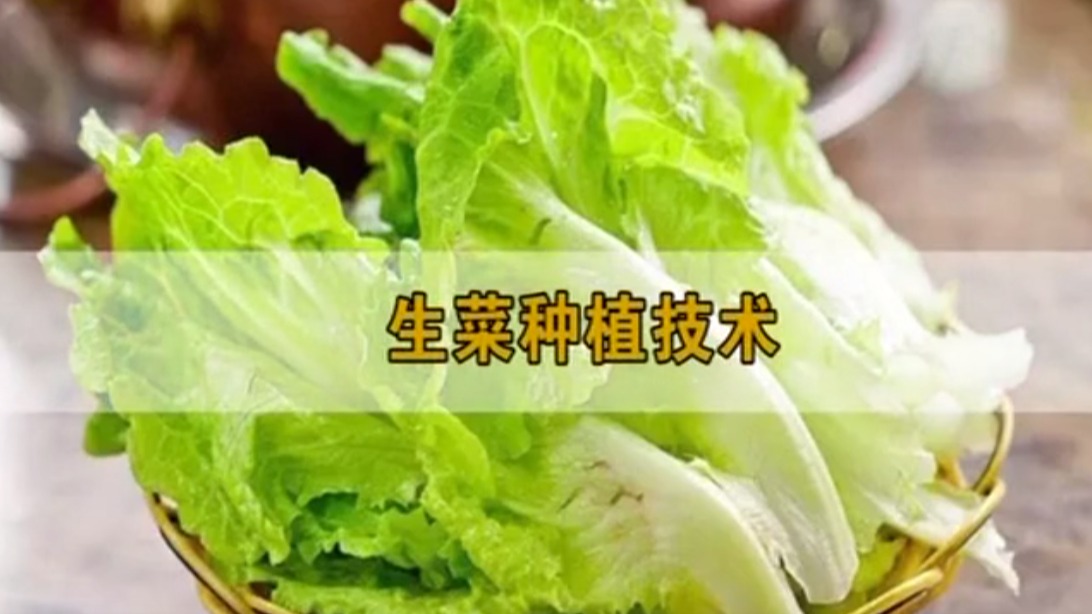 生菜種植技術(shù)