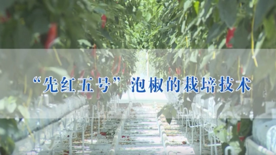 “先紅五號”泡椒的栽培技術(shù)