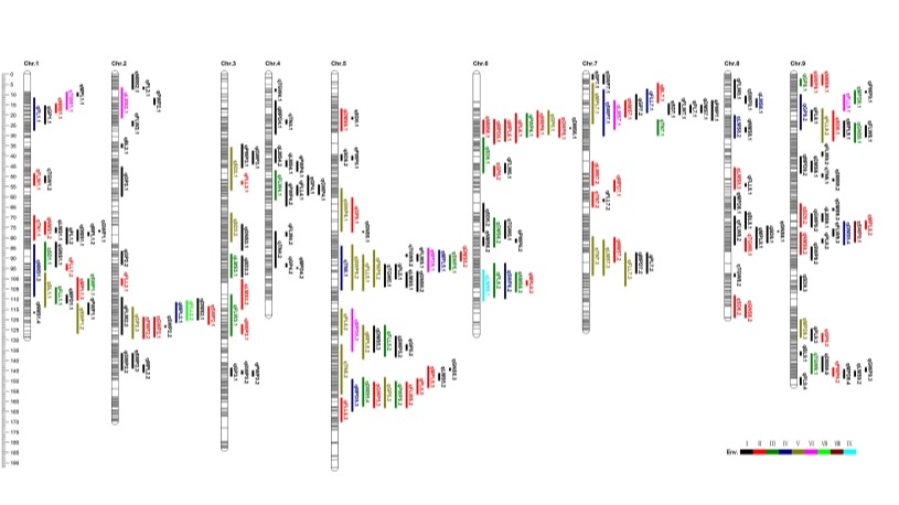 作物研究所雜糧研究團(tuán)隊(duì)在谷子、糜子分子遺傳研究方面取得重要進(jìn)展